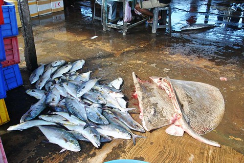 170 Fish Market Chilaw (19)