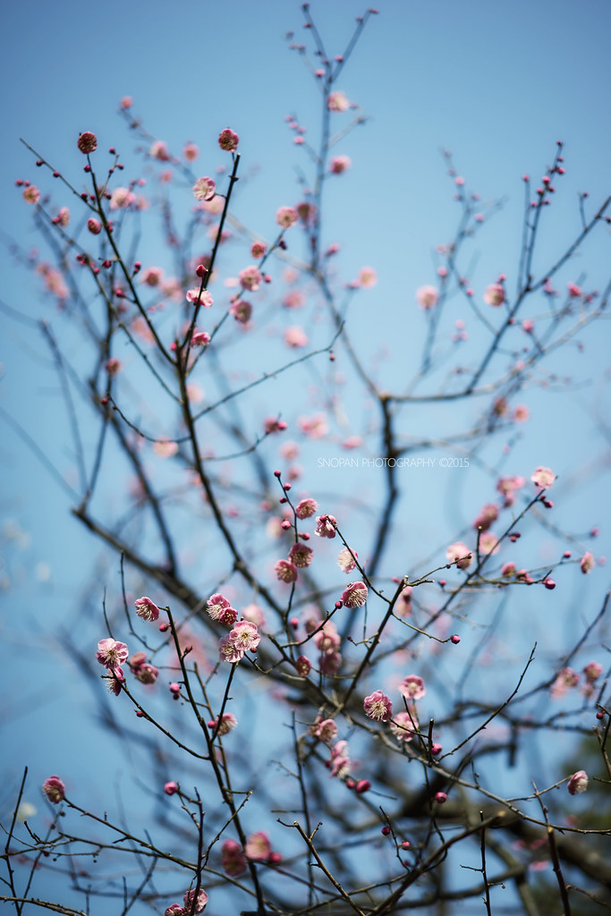 Japanese apricot (contd.