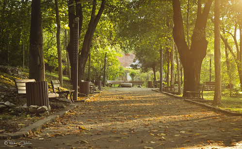 park autumn tree nature walking olt slatina