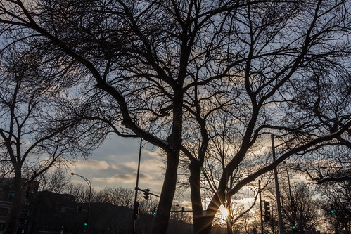 trees sunset sky black silhouette clouds streetlight branches bluesky lookingup trunk sunburst 2015 365project 060365 privpublic
