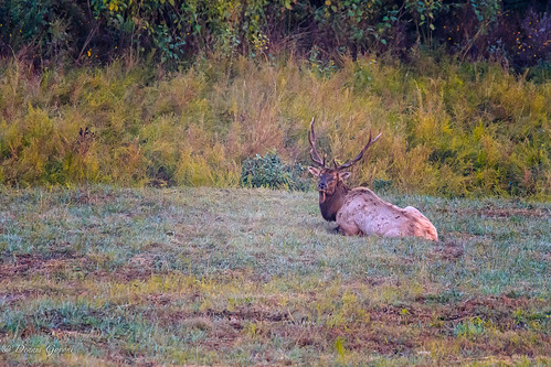 antlers autumn elk kentucky mammal wildlife debord unitedstates us