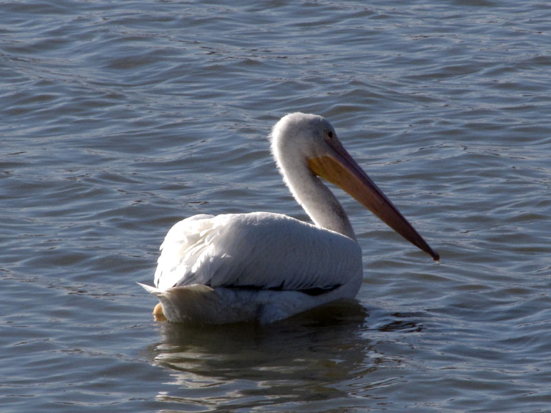 pelican5