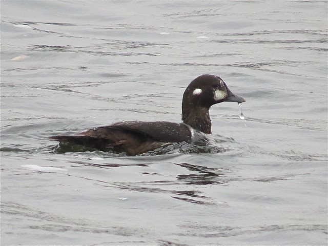 Harlequin Duck by the Kimball St. Bridge in Elgin, IL 01
