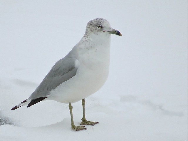 Ring-billed Gull at Peoria Lake in Tazewell County, IL