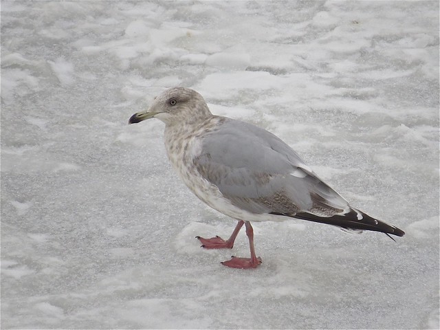 Thayer's Gull (3rd Cycle) at Peoria Lake in Tazewell County, IL 01