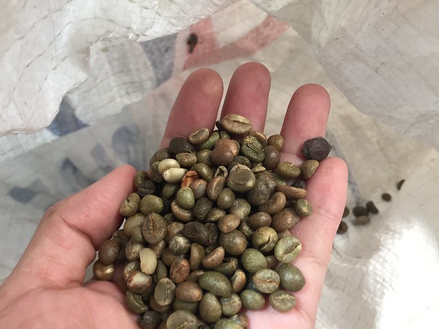 Robusta coffee beans, unroasted