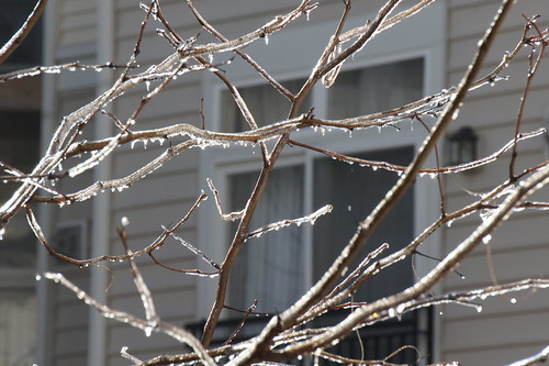 Icy Tree
