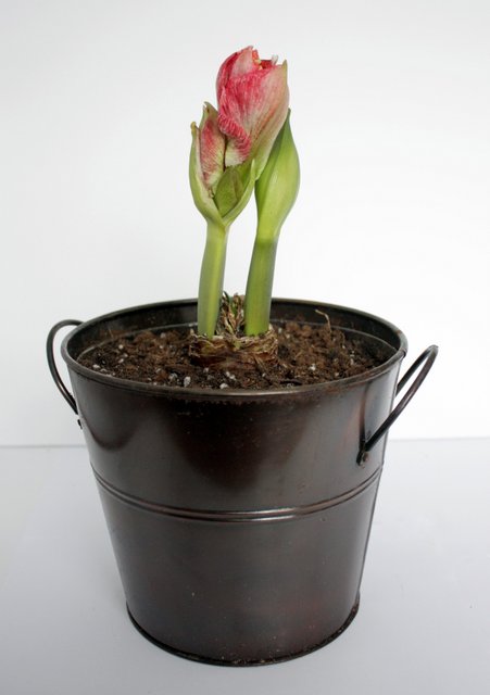 short amaryllis in a tall copper pot
