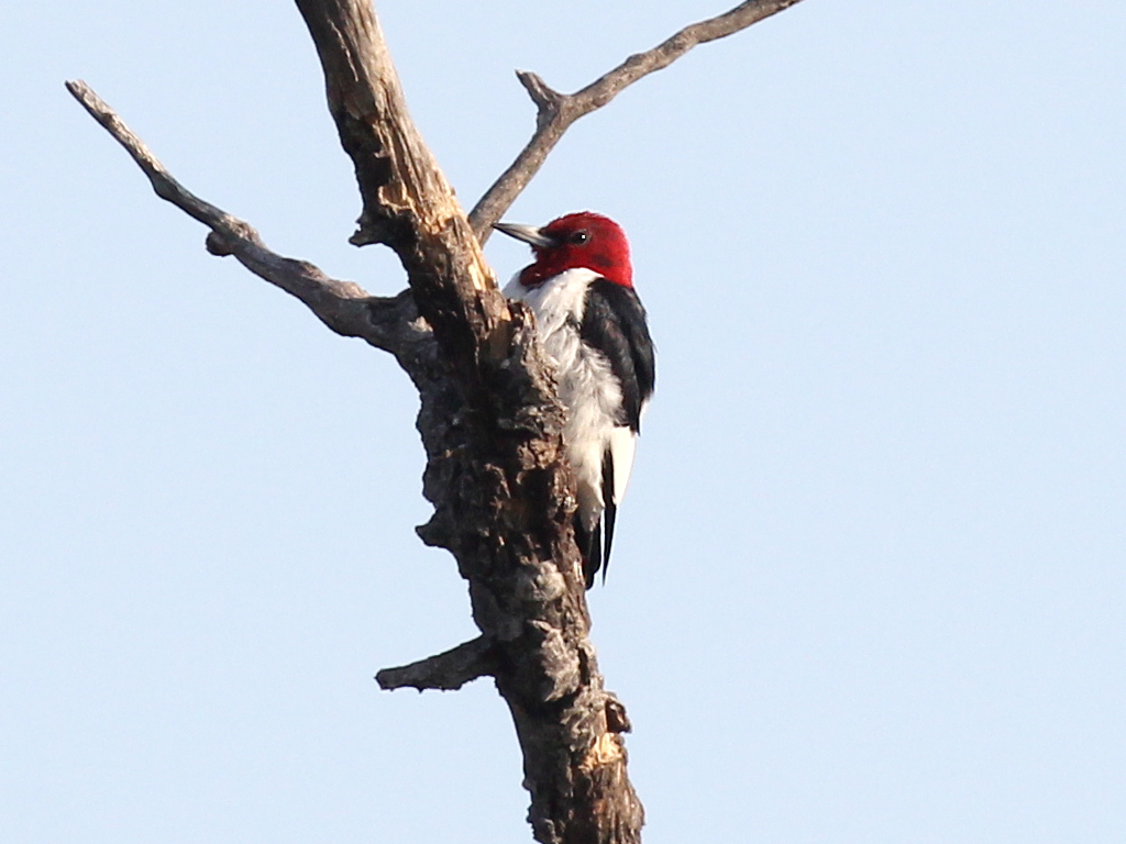Фотографія 'Red-headed Woodpecker'