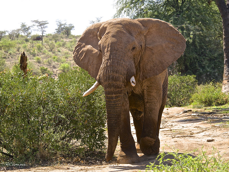 Safari en Samburu: Jirafas, Elefantes, Leones, Guepardos y muchísimos pájaros - 12 días de Safari en Kenia: Jambo bwana (42)