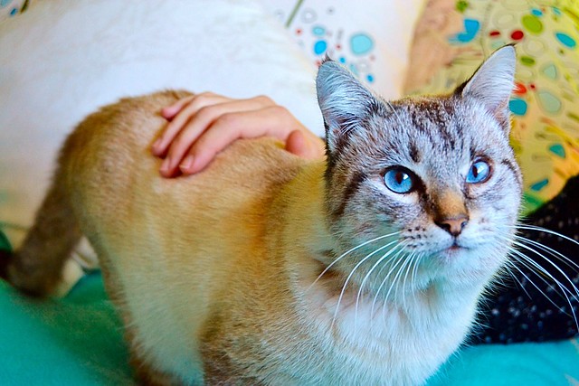 Tarik, exótico gato siamés tabby buenísimo, nacido en Agosto´13, en adopción. Valencia. ADOPTADO. 15627946763_380e1a693f_z