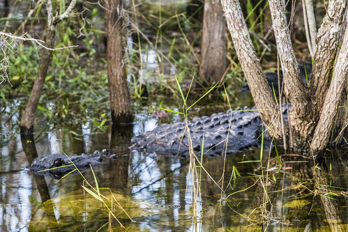 alligators evergladesflorida2014maldurbinsunsetsundown
