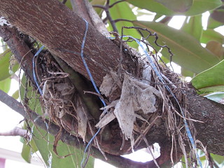 One man's trash is another bird's nest