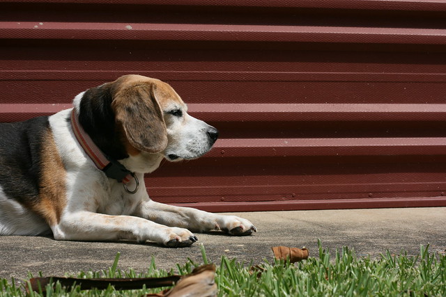 Beagle reclining