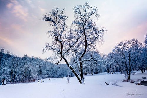 winter snow cold tree ice sunrise frozen colorful snowy wintry