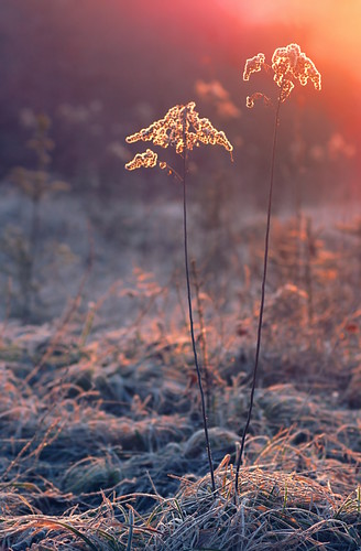 morning winter ice forest sunrise frost eis wald sonnenaufgang morgen