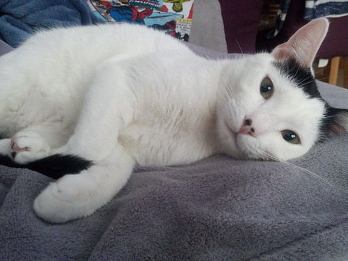 Carlo, gatito blanco con toque negro tímido y muy bueno esterilizado, nacido en Junio´14, en adopción. Valencia. ADOPTADO. 16640302898_3f867009a5