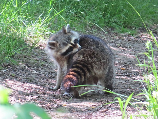 Racoon at Burnridge Forest Preserve in Kane County, IL