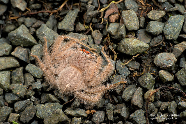 Huntsman spider (Heteropoda sp.) - DSC_4418