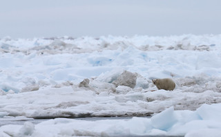 One of 3 Polars Bears seen