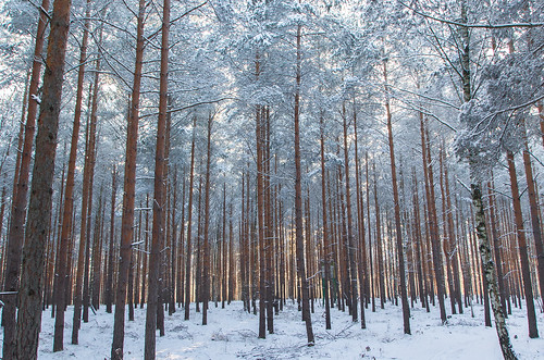 schnee winter snow forest germany deutschland alemania wald bäume brandenburg wernsdorf canoneos550