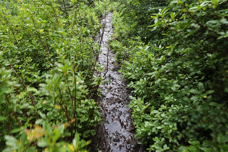 Wet trail conditions on the Jackita Ridge Trail near Anacortes Crossing.