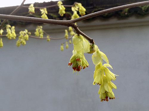 Vancouver's Chinese New Year 2015: Yellow Flowered Tree in Sun Yat Sen Garden