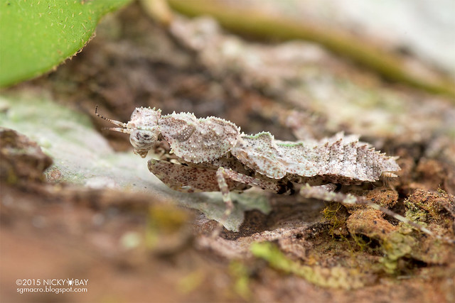 Bark moss mantis nymph (Haanidae) - DSC_4185
