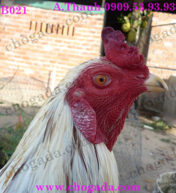 Bán gà nòi, gà tre đá tết 2015 - giá cạnh tranh 15816994747_035cd6aa47_o