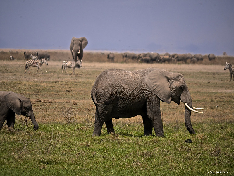 12 días de Safari en Kenia: Jambo bwana - Blogs de Kenia - Amboseli: Buscando la foto del elefante a los pies del Kilimanjaro (11)