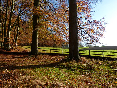 november autumn holland fall netherlands nijmegen landscape herfst nederland bergendal landschap gelderland panasonicdmcfz150 1190332