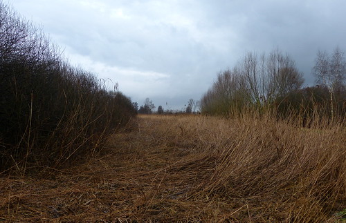 nature reeds germany landscape deutschland riet duitsland landschap kranenburgerbruch panasonicdmcfz150 1200521