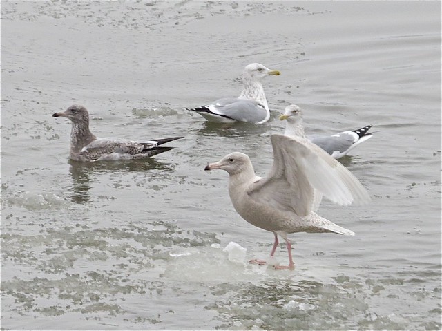 Glaucous Gull (1st Cycle) with Herring Gull at Peoria Lake in Peoria County, IL 10