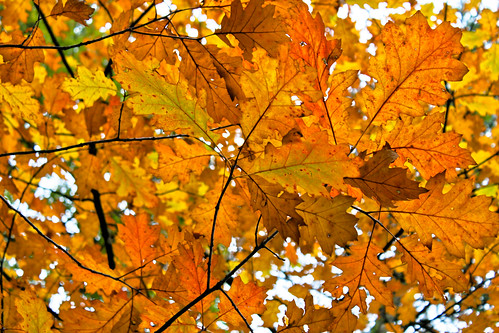 autumn light orange color tree nature landscape leaf branch hipster transparency lowangle 500d translucence northernredoak quercusrubra canon55250mmf456