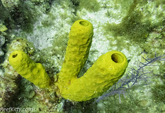 Sponges-
Calcarea
Hexactinellia
Demospongiae