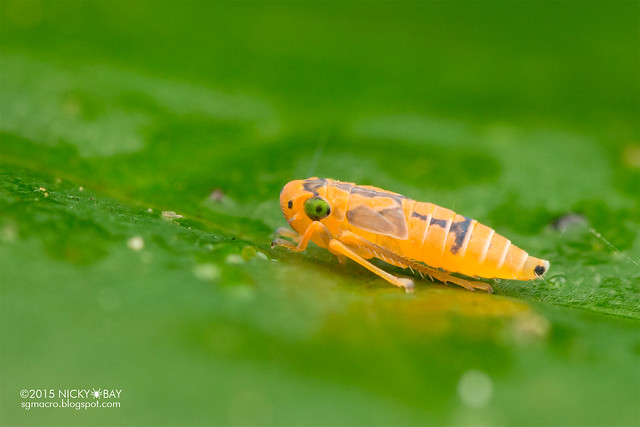 Leafhopper (Cicadellidae) - DSC_2717