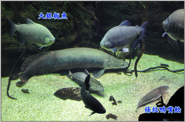 29 大阪海遊館 象魚
