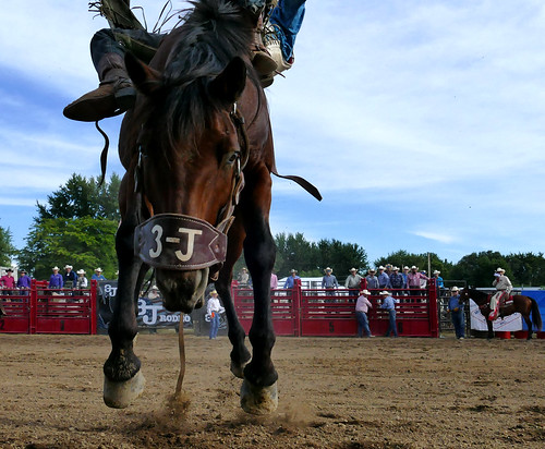 horse indiana fair panasonic rodeo bronco countyfair fz1000