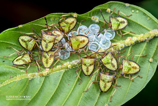 Stink bug babies (Pentatomidae) - DSC_2631