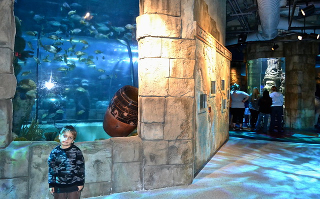 maya exhibi aquarium of the americas new orleans la 