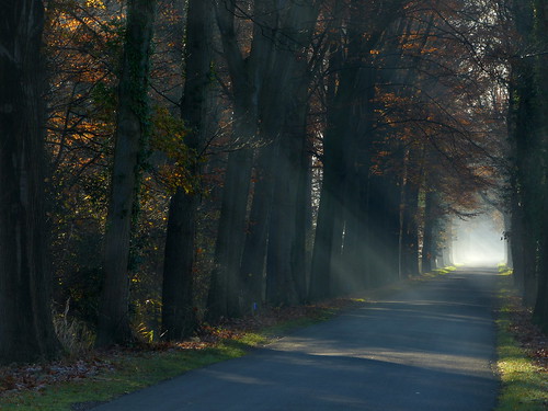 road trees holland netherlands oak eiken bomen nederland sunrays sunbeams achterhoek winterswijk weg gelderland zonnestralen woold platinumheartaward panasonicdmcfz150 1190487