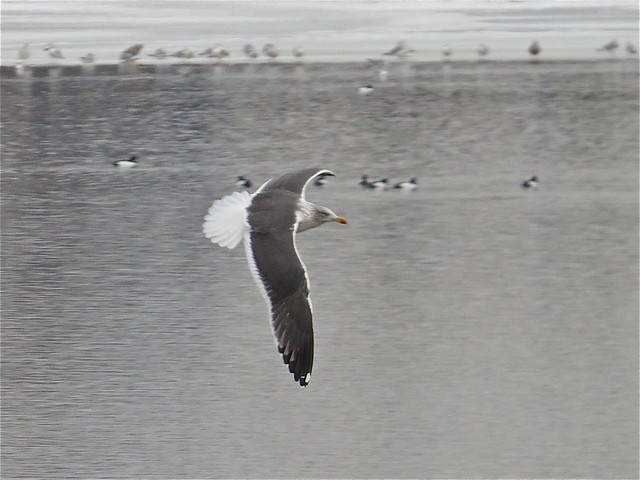 Lesser Black-backed Gull at Peoria Lake in Peoria County, IL 05