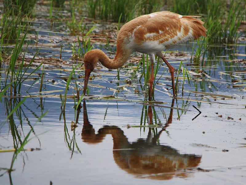 IMG_2906 白鶴 幼鳥 Siberian Crane