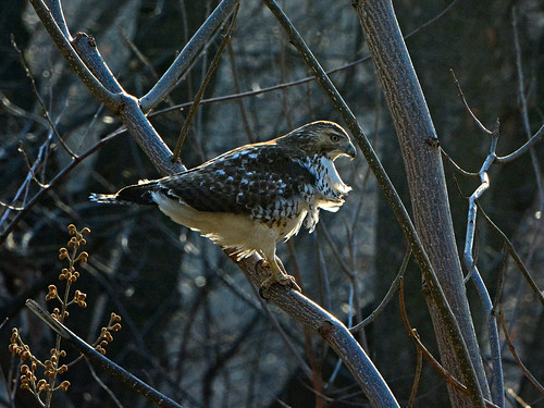 Young Riverside Red-Tail