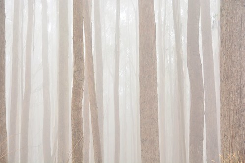 trees mist fog forest geotagged australia victoria eucalyptus aus alpinenationalpark geo:lat=3712795518 geo:lon=14647011280