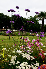 les fleurs - Photo of Chaudes-Aigues