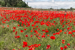 Poppies - Photo of Cadours