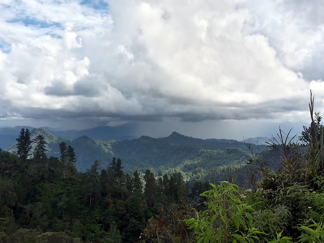 Rainforest in Tana Toraja