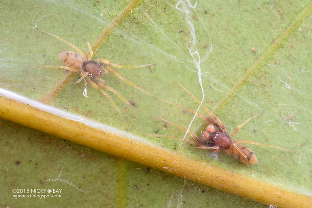 Sac spiders (Utivarachna sp.) - DSC_9207