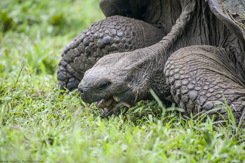 galapagos tortoise eating
